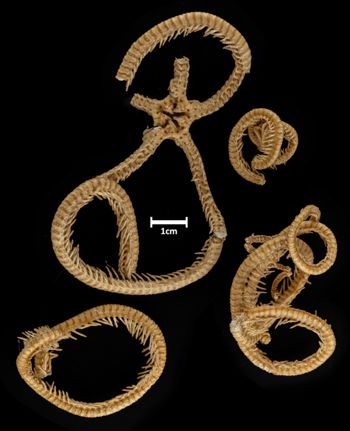 Media type: image;   Invertebrate Zoology OPH-2831 Description: Bottom up view of single ophiuroid specimen with a scale bar.;  Aspect: ventral